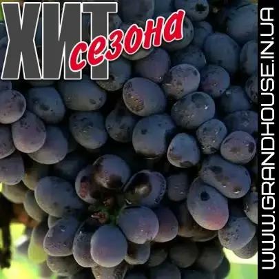 

Виноград "ЮПИТЕР" (США) КИШМИШ / Саженцы / Высокоурожайный сорт раннего срока созревания