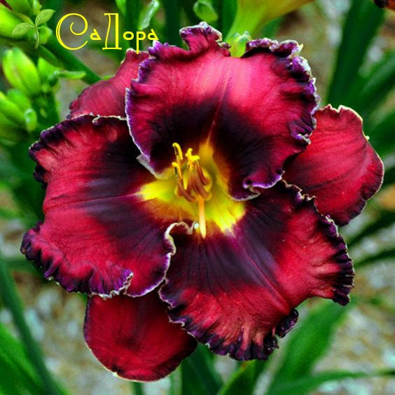 

Лилейник Вери Бери Кенди (Very Berry Candy)