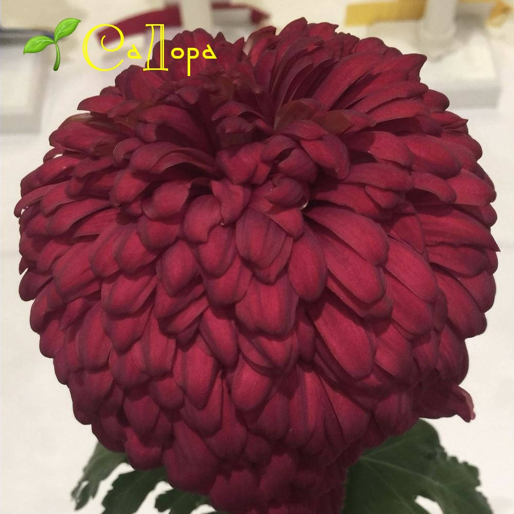 

Хризантема Ред Дженс (Red Dzhens)