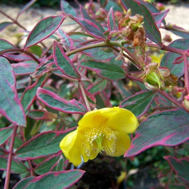 

Звіробій Мозера Тріколор/ Hypericum moserianum 'Tricolor' С3 /Н 20-30
