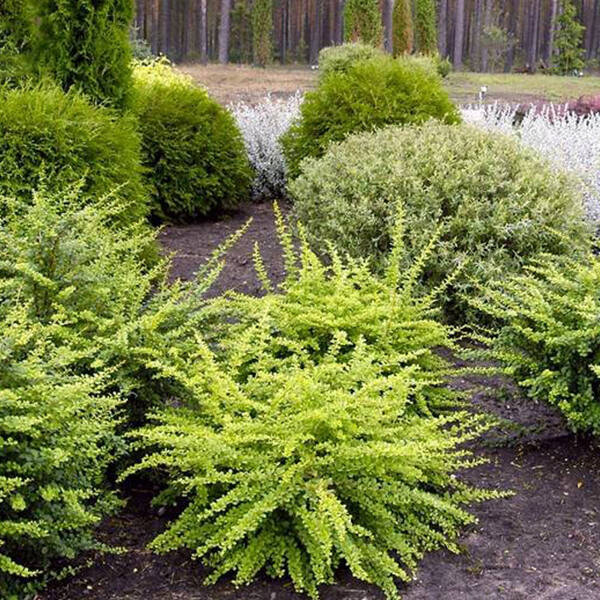 

Барбарис Тунберга Грин карпет, Berberis thunbergii Green Carpet