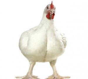 

Инкубационное яйцо кобб500 молодка