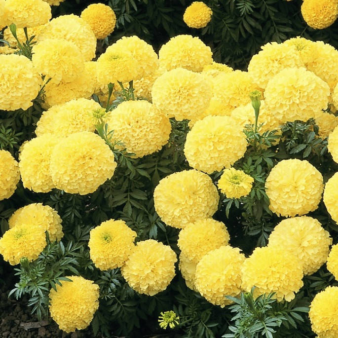 

Семена Бархатцы Антигуа 10 шт Syngenta Голландия Primrose