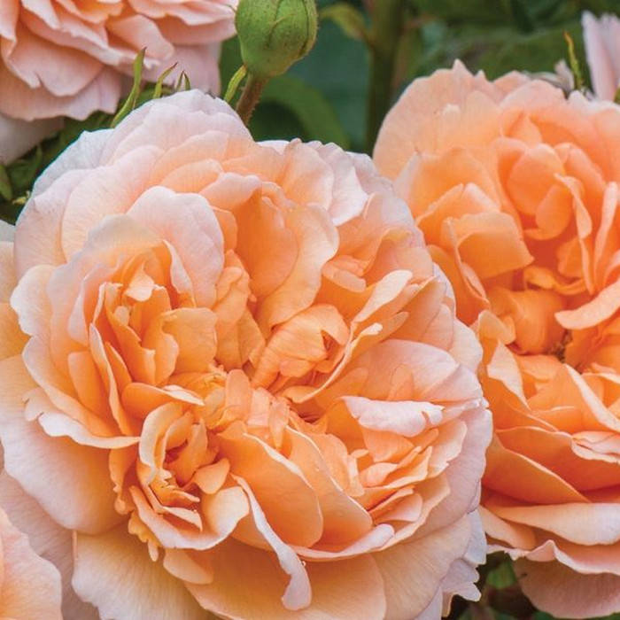 

Леди Гарденер (Lady Gardener)