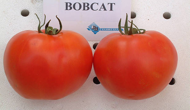 

Семена томата Бобкат F1 \ Bobkat F1 1000 семян Syngenta