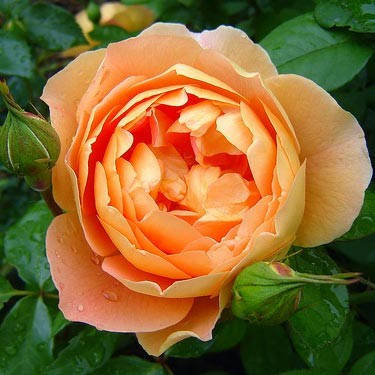 

Роза Pat Austin (саженцы)