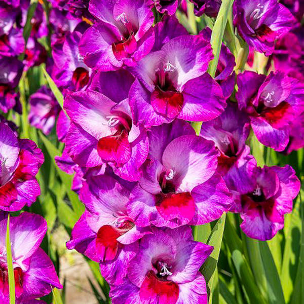 

Луковицы Гладиолус Alfafa