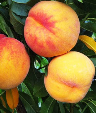 

Персик Мостисский (сверхранний)