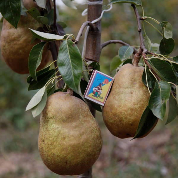 

ГРУША RX ДЕЛЬБАРЬЮ (Снежка)