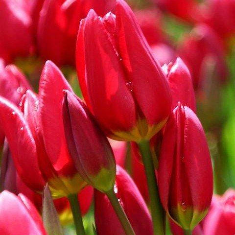 

Тюльпан Inferno 3 шт