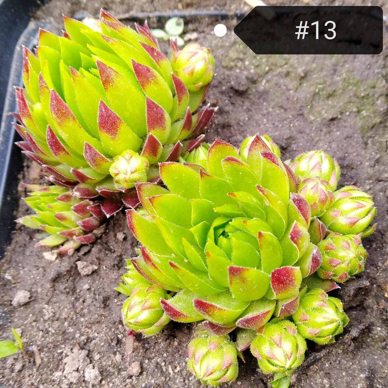 

Молодило №13