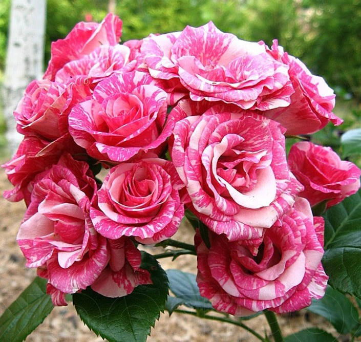 

Саженцы розы "Pink Flash" (Пинк Флеш)