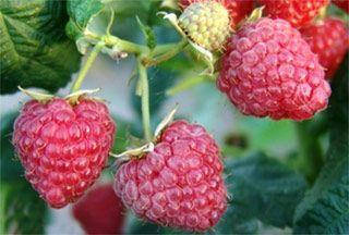 

Саженцы малины Феникс