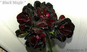 

29. Black magic плющелистная, Черный
