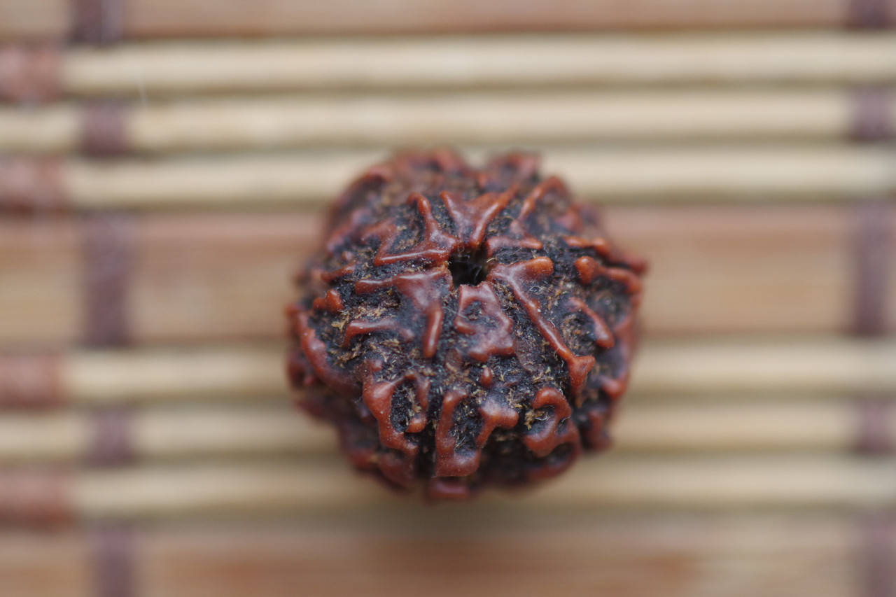 

Рудракша шестиликая (6 ликов) Амулет. ( с отверстием) 17 мм