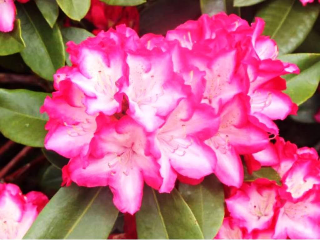 

Рододендрон Ерапшн / Rhododendron Eruption С3/Н 15-20