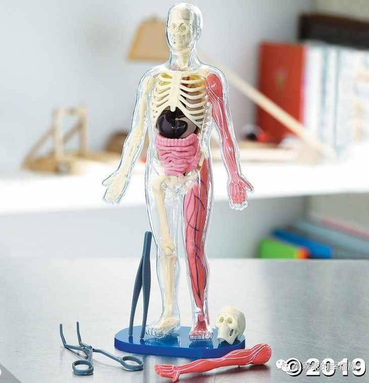 

Развивающий набор Строение человека SmartLab Squishy Human Body