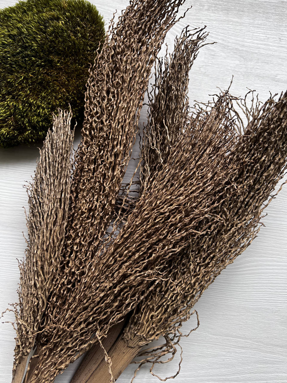 

Финик натуральный