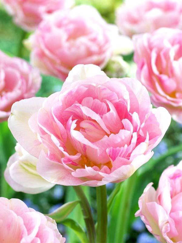 

Тюльпан Angelique 2шт.