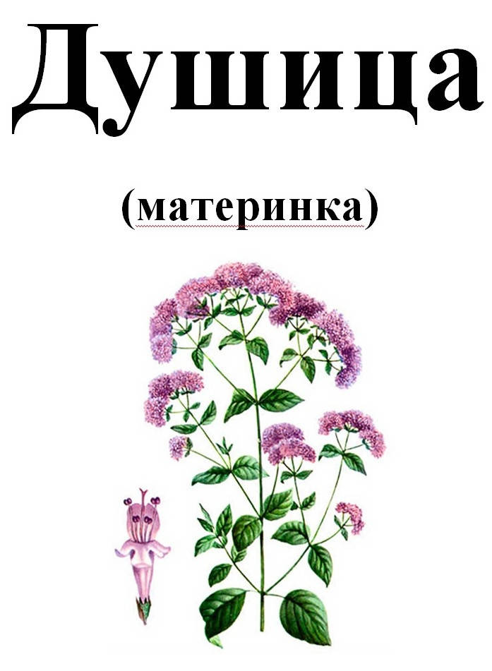 

Душица, трава сухая, 35 грамм