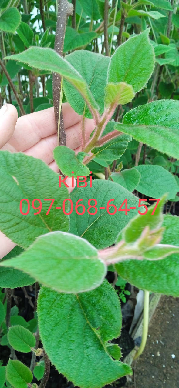 

Саженцы киви морозостойкого