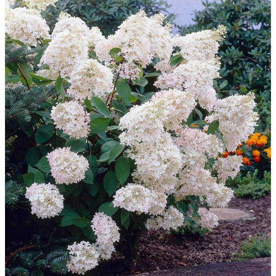 

Гортензия древовидная Грандифлора, Hydrangea paniculata Grandiflora