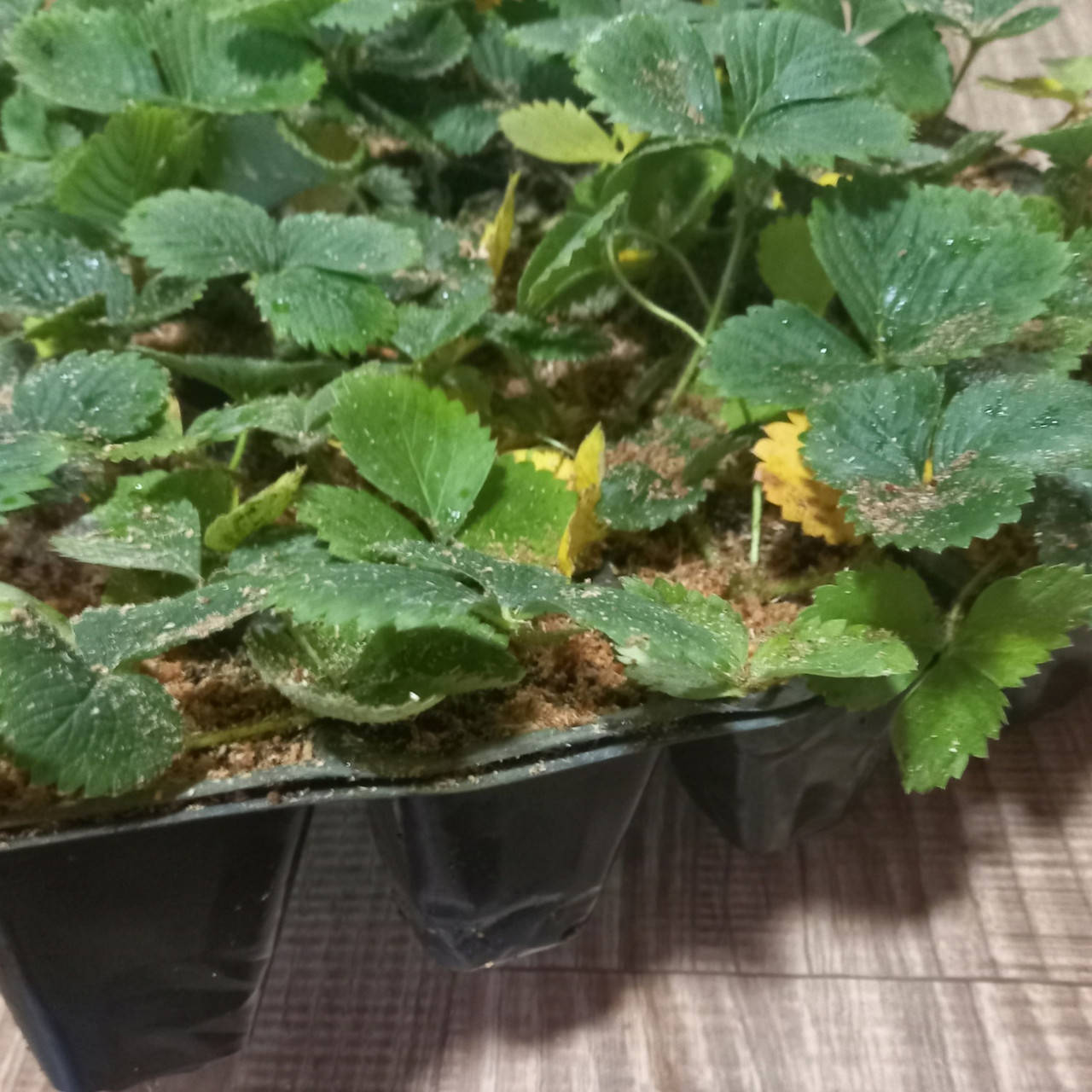 

Саженец клубники АЛЬБА в касете - ранний