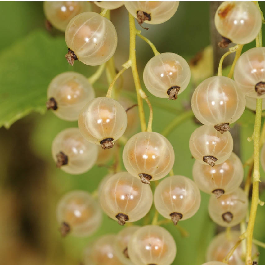 

Уайт Холландер - саженцы белой смородины 2-летние