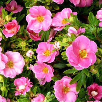 

Лапчатка Лавли Пинк (Lovely Pink), 15-20см, 2-летка, р9