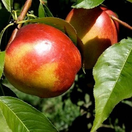 

Саженцы нектарина ФАНТАЗИЯ (двухлетний) позднего срока созревания