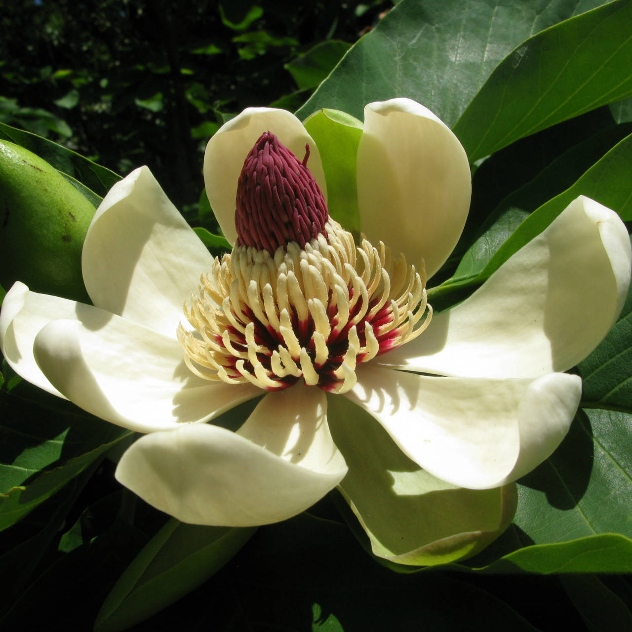 

Magnolia "Оbovata" (возраст саженца 3 года)