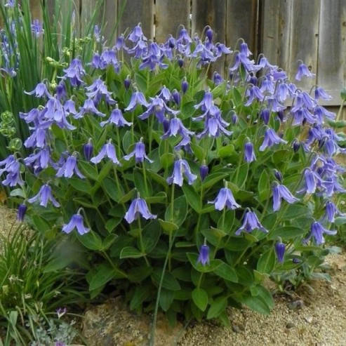 

Клематис цельнолистный, Clematis integrifolia