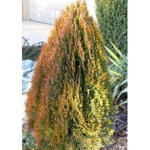 

Туя восточная Morgan (Thuja Platycladus orientalis Morgan)