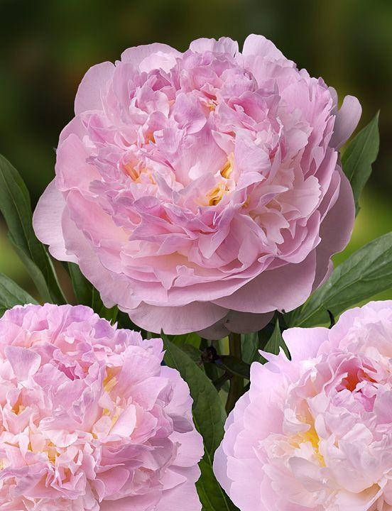 

Пион Blush Queen (корневища)