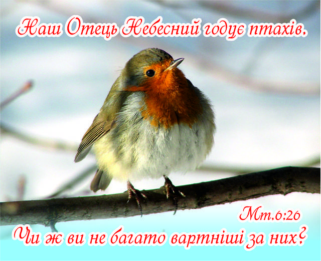 

Міні-листівка: Наш Отець Небесний годує птахів,... # 135