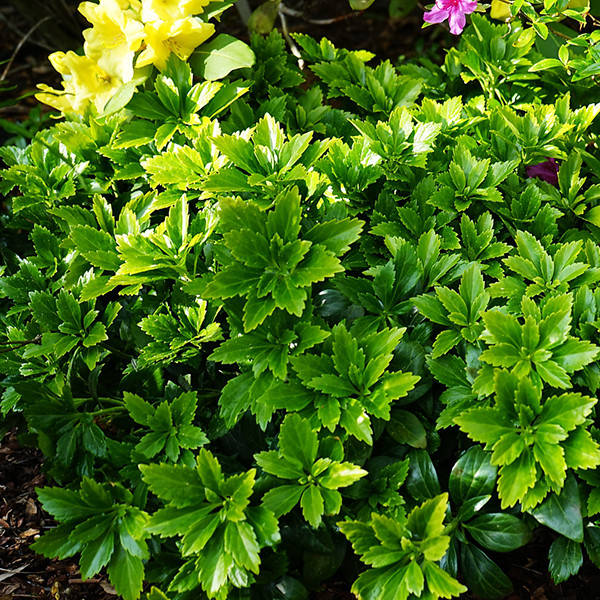 

Пахизандра Грин Карпет / Pachysandra Green Carpet / С3
