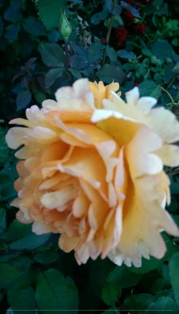 

Роза флорибунда “Раффлс Дрим” – Rosa floribunda “Ruffles Dream”