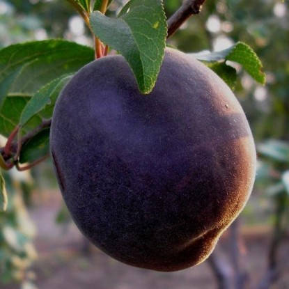 

Саженцы Абрикоса Черный принц