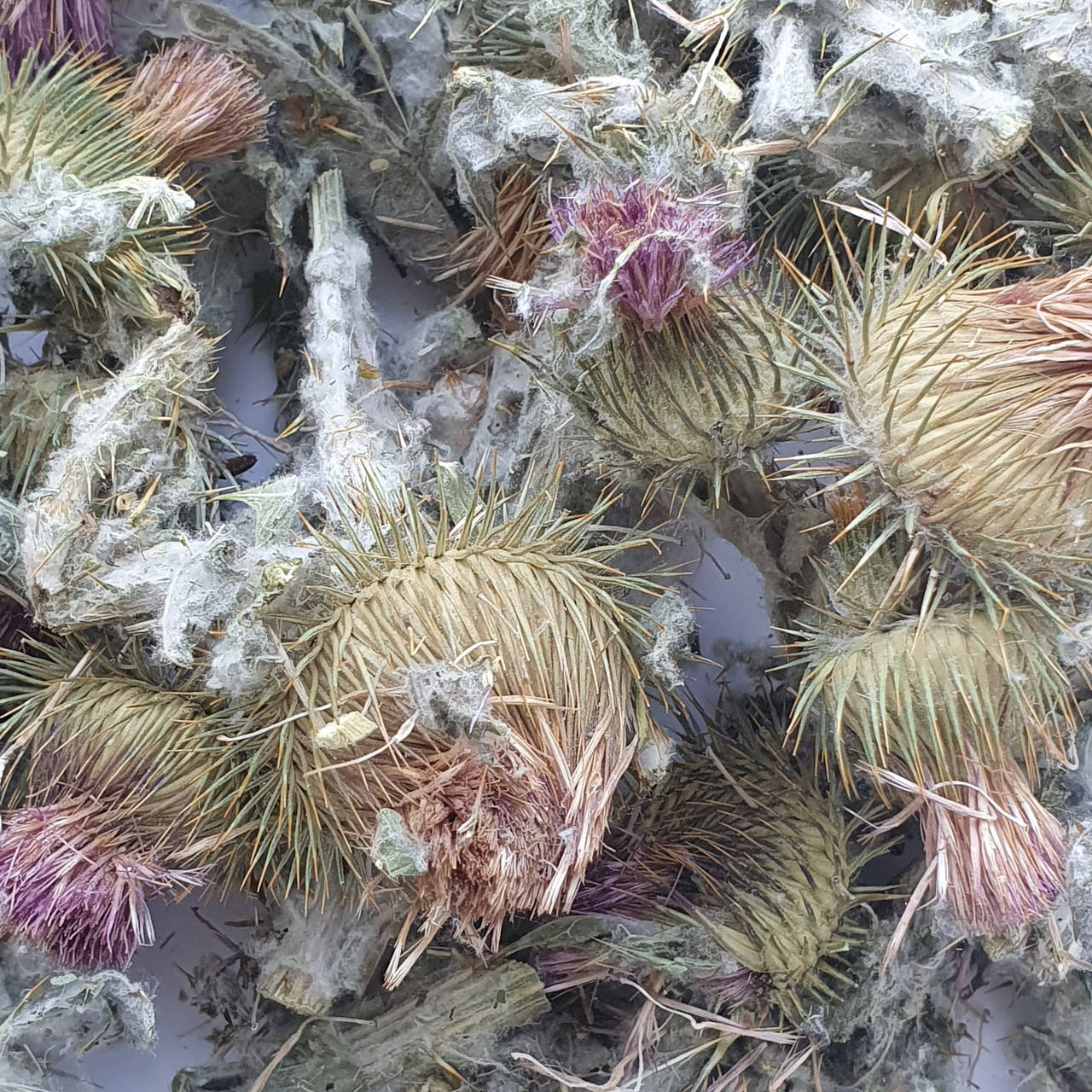 

Чертополох татарник колючий (трава) 50 гр (Свежий урожай)