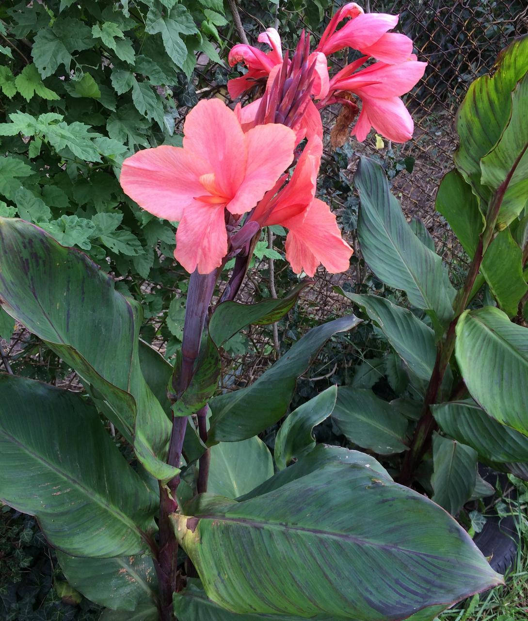 

КАННА ВОДНАЯ, ПЁСТРЫЙ ЛИСТ КОРАЛЛОВЫЙ ЦВЕТОК (разные размеры) (ВК)