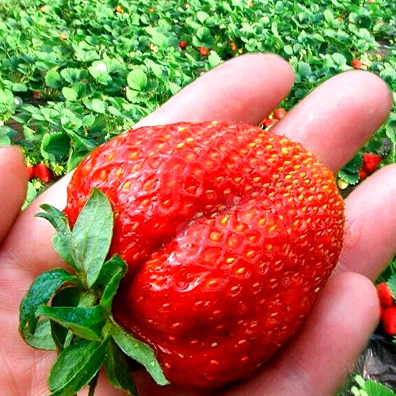 

Клубника "Гигантелла"MAXI" 5шт (среднепоздний срок созревания, крупноплодный сорт)