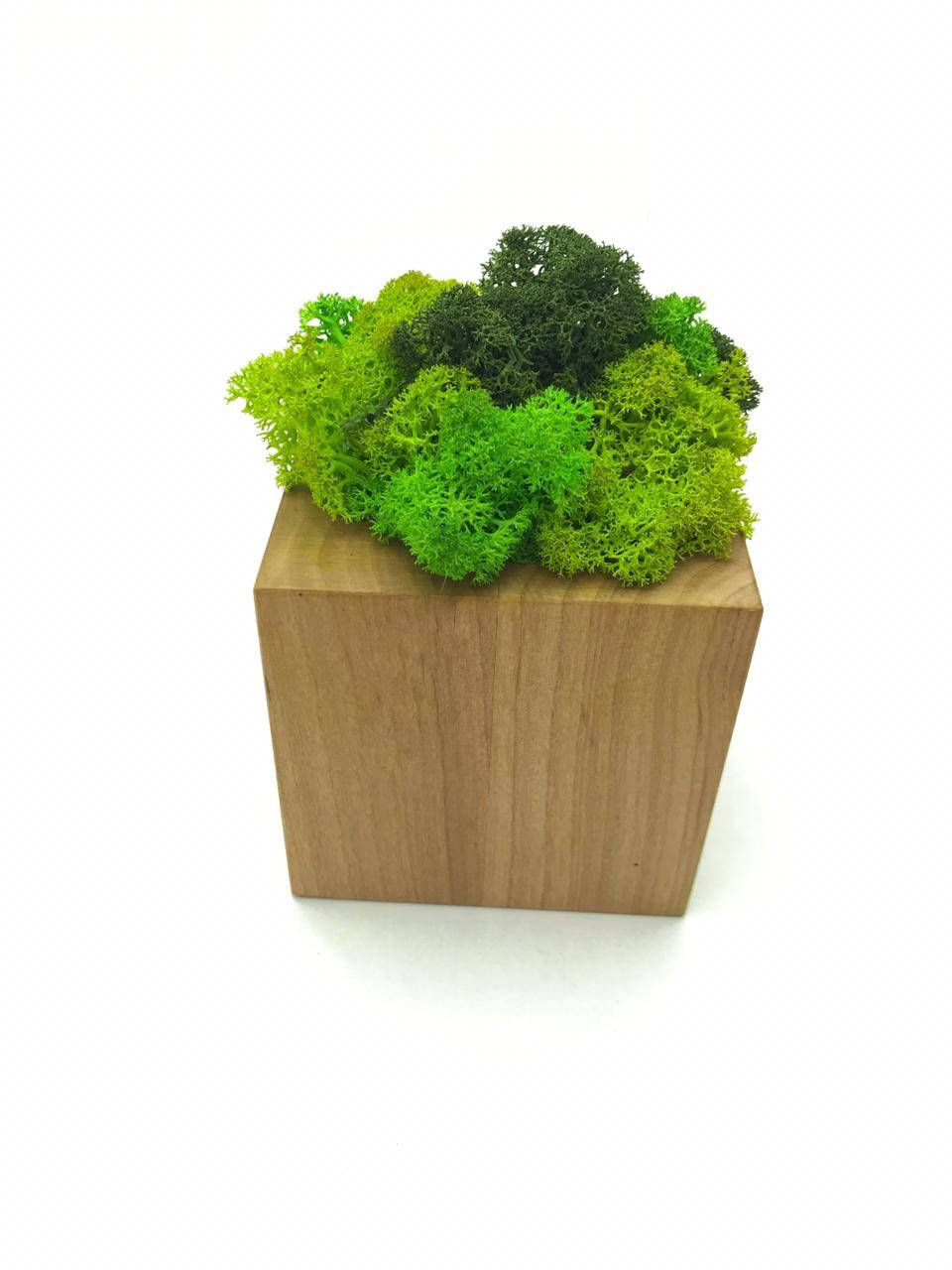 

Стабилизированный мох трехцветный SO Green Соу Грин в горшке из дерева 8см х 8см
