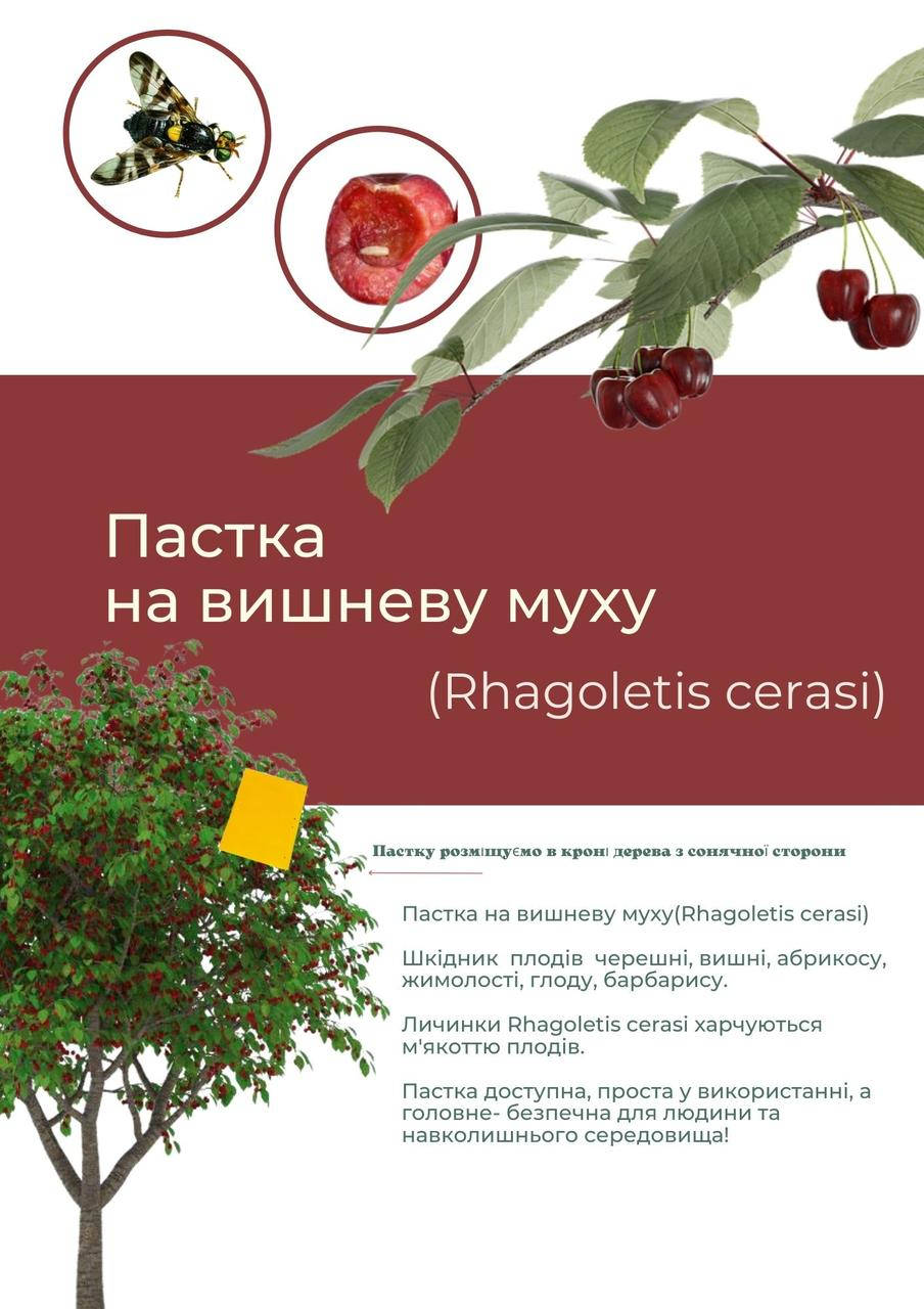 

Комплект на вишневу муху