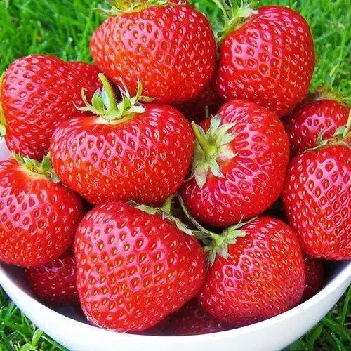 

Клубника "ФИОНА" / Ананасный сорт среднепозднего срока созревания / Саженцы (ОКС)