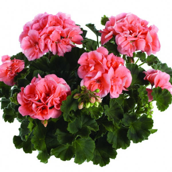 

Зональная пеларгония Castello Salmon (Soren)