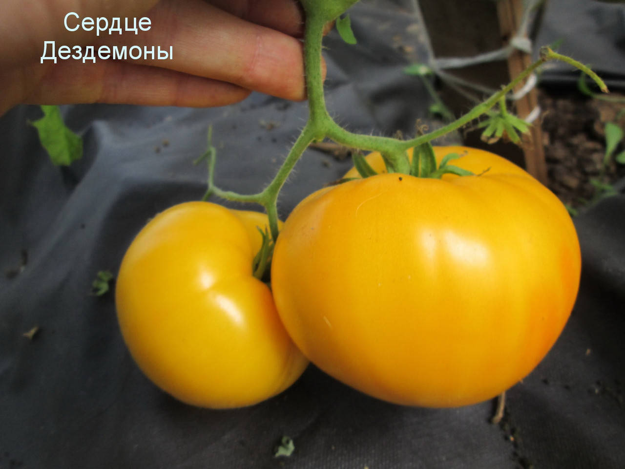 

Томат Сердце Дездемоны 50