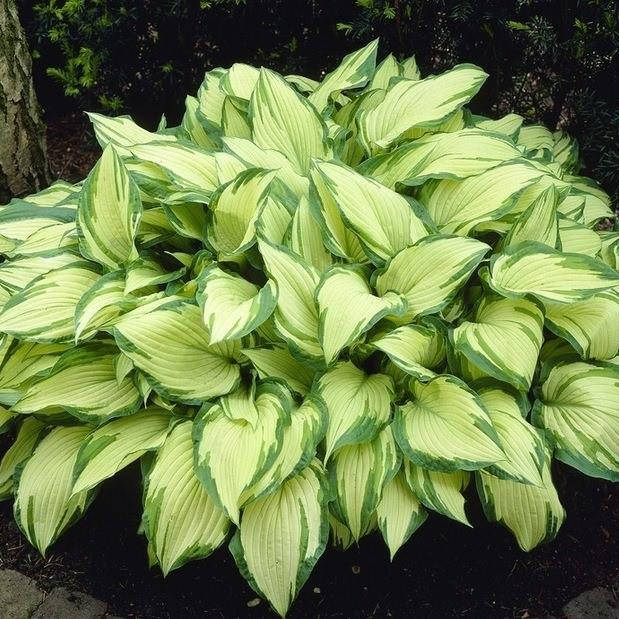 

Хоста альбопикта, Hosta albopicta
