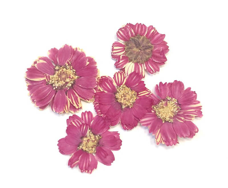 

Сухоцветы №31, Разные цвета