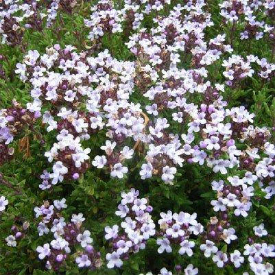 

Чабрец Compactus (саженцы)