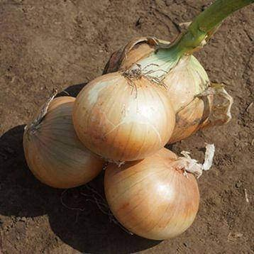 

Лук Кенди F1